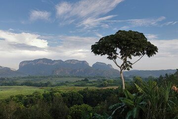 Ceibon tree, mogotes Robustiano -Left, Right- and La Esmeralda, backed by Sierra de los Organos, all seen from Valle del Silencio. Vi?ales-Cuba-161