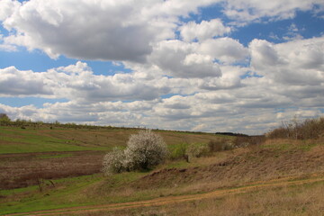 Fototapeta premium A grassy field with trees and blue sky