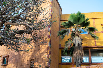 un arbre décoratif devant une luxueuse villa dans la banlieue de Dakar au Sénégal en Afrique occidentale - obrazy, fototapety, plakaty