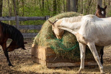 Horses around a box with hay in a slow feeder net. A paddock in a forest area.  - obrazy, fototapety, plakaty