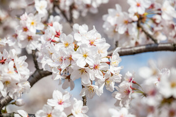 White cherry blossom tree in full bloom - 780722599