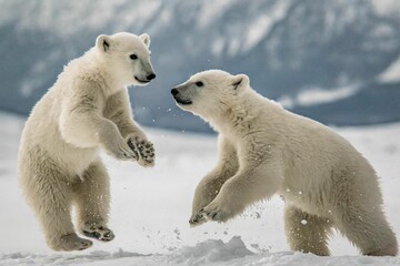Close up of two snow polar bear cubs jumping and playing in the snow, stepping out of the son