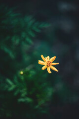  The garden has many types of Sulfur cosmos.The beautiful of Sulfur Cosmos or Yellow Cosmos and...