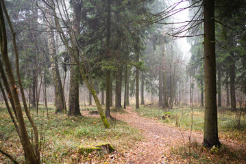 Autumn forest with light fog