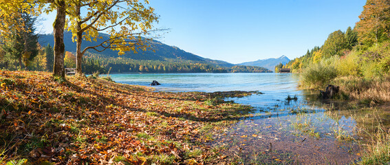 beautiful autumnal lake shore Walchensee with leaves and maple trees, alps view - 780723181