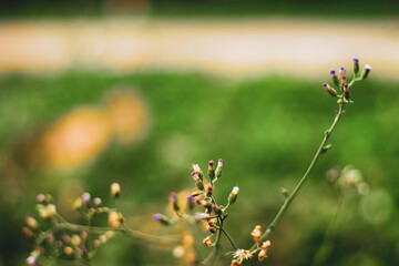  The leaves of Ageratum conyzoides grow symmetrically, ovoid or three-sided, 2&ndash;6 cm long, 1&ndash;3 cm wide, with rounded serrated edges, both sides are hairy