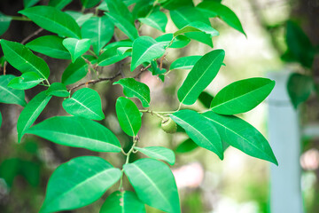 Annona glabra similar to the smell of green apples, which Annona glabra can be distinguished in mangroves.The fruit of Annona glabra is spherical and elongated and Annona glabra is the same 