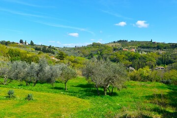 Meadow with olive trees in hills above at Strunjan in Primorska, Slovenia