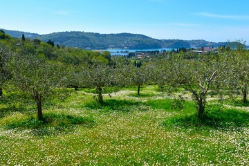 Fototapeta na wymiar Olive grove with white flowers covering the ground in Strunjan, Primorska, Slovenia