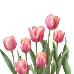 Fototapeta premium Pink tulips with green leaves, a beautiful contrast against a transparent background