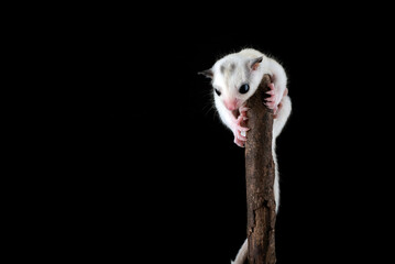 Baby sugar glider climbing on a tree branch