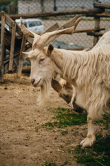 Two white shaggy goats with huge horns stands behind a fence on a farm. Animals live in Stanisici Ethno Village in Bosnia and Herzegovina country.