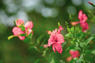 The Hibiscus rosa-sinensis is often grown in tropical and subtropical regions. There are hundreds...