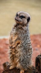 Meerkat At The Safari