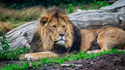 Lion At The Safari