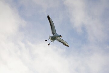 Möwe im Flug