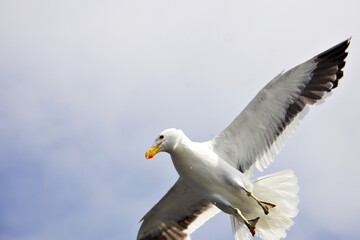 Möwe am blauen Himmel
