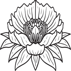 Peony coloring pages. Peony flower outline vector for coloring book