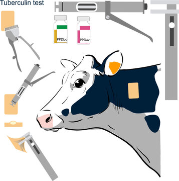 Graphic resources of Intradermal tuberculin test in cattle applied on the neck boards with tuberculin gun and tuberculin skin test caliper	