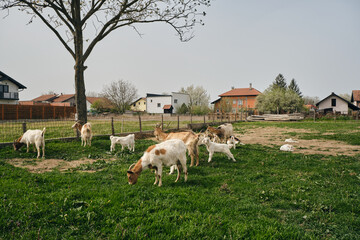 Fototapeta premium Concept of farming, countryside agriculture, organic eco farm. White and brown dairy goats graze on the home pasture in the village in spring sunny day.