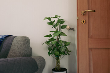 Pianta Anthurium Magnificum disposta in un vaso nel salotto nella stanza dell'appartamento della...