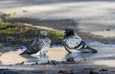 Two feral pigeons, their iridescent plumage shimmering in the sunlight, stand gracefully in a...