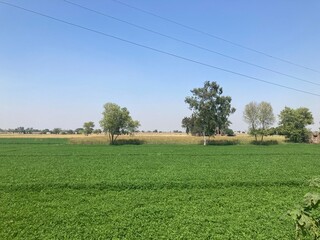 field and sky with clouds