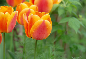 closeup on beautiful flower head of red and orange fresh tulips covered with water drops blooming on a garden at springtime - 780729563
