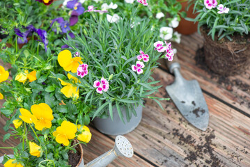 carnation flowers in flowerpot and colorful viola with  shovel and dirt on a wooden table - 780729574