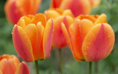 closeup on beautiful flower head of red and orange fresh tulips covered with water drops blooming on a garden at springtime - 780729588