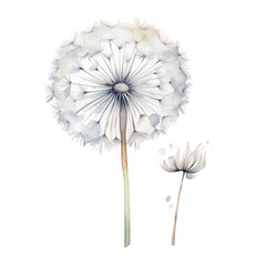 Watercolor dandelion and bud isolated on white background.