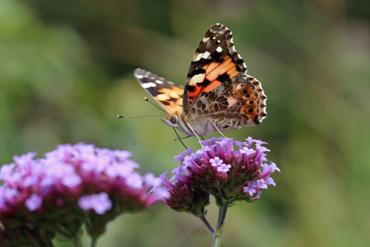 Purple Argentinian vervain flowers with painted lady butterfly in close up
