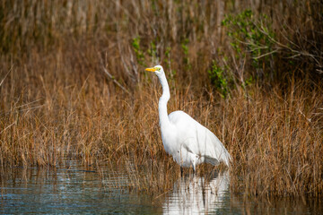 Obraz premium Great White Egret