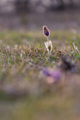 Beautiful purple spring flower in the meadow - Pulsatilla grandis.