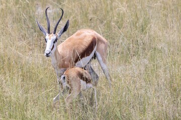 Picture of a springbok with horns in Etosha National Park in Namibia