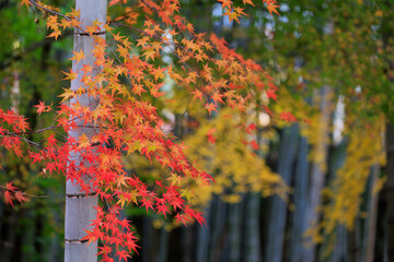 Red maple tree leaves in a Japanese garden with bamboo tree in background. - 780731975