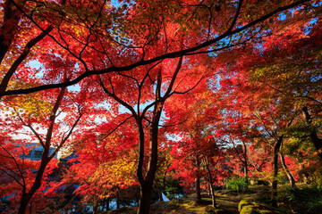 Vibrant red maple tree in a temple, Japan - 780731999
