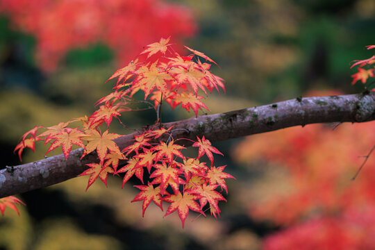 Vibrant red maple tree leaves on a branch in Japan
