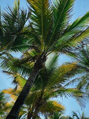 Fototapeta na wymiar palm trees on a sunny day at Playa del Carmen, Mexico