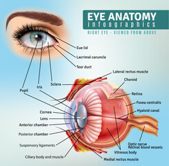 Infographic diagram showing parts of human eye