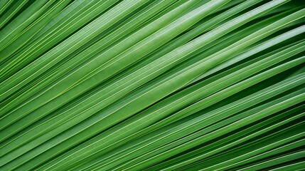 Obraz premium palm leaf texture background. Close-up. 