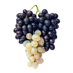 A mix of black and white grapes, both seedless fruits on a transparent background