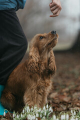 Fototapeta premium A Cocker spaniel dog in snowdrops