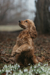 A Cocker spaniel dog in snowdrops