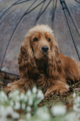 Fototapeta premium A Cocker spaniel dog in snowdrops