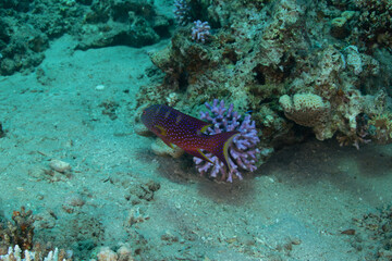 Colorful speckled fish in the red sea