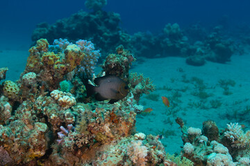 Underwater landscape with a small fish