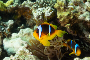 Nemo the fish with his anemone