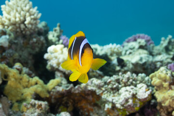 Nemo fish against the background of blue water and corals