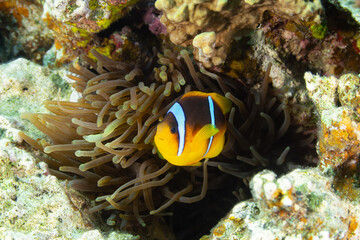 Nemo the fish with his anemone - obrazy, fototapety, plakaty